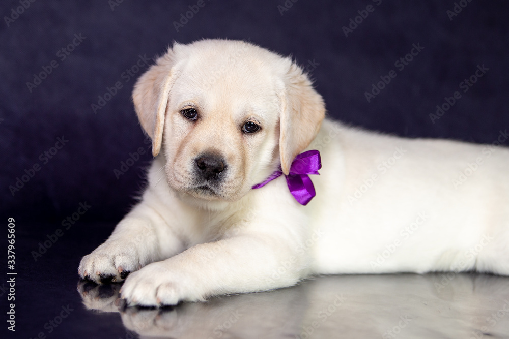 Portrait of a cute yellow labrador puppy in the studio. Portrait of a cute yellow labrador puppy in the studio.