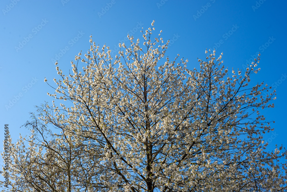 tree branches with white blossom against blue sky tree branches with white blossom against blue sky
