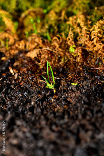 Edge of burnt ground and fresh grass. Sprout of a new plant on an ashy background. Vertical. Close-up.