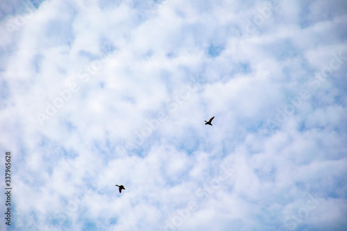 A flock of wild ducks flying through the sky.