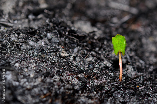 Foto Sprout rises over burnt ground