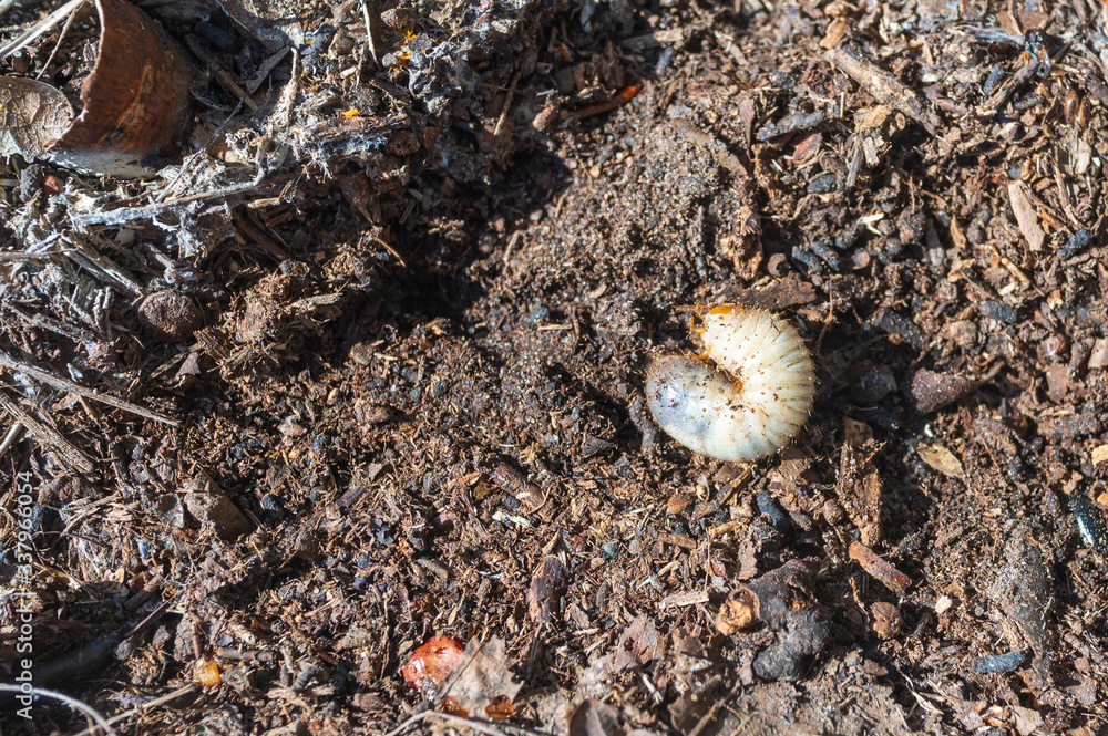 Ein Engerling im Waldboden
