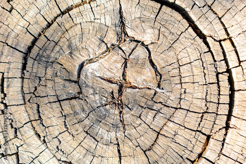 Wood texture of a rough old round tree with cracks and annual rings. Background from sawed a trunk  a cut of the surface of a wooden stump  darkened over time  aged  natural color.