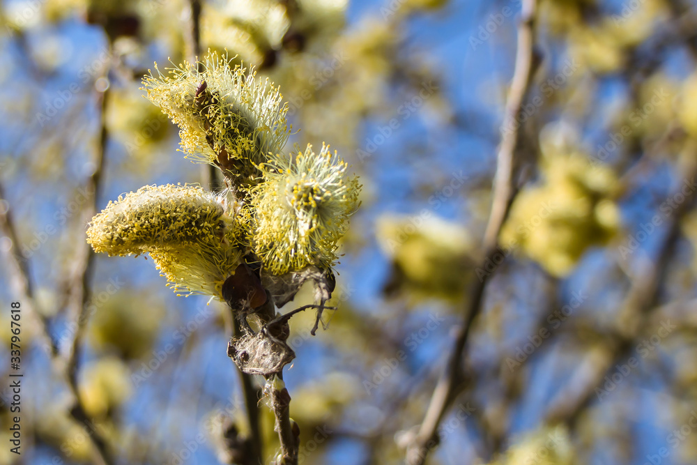 Fototapeta premium Springtime gentle background with blooming willow. Easter.