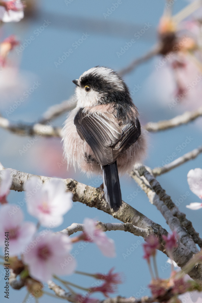 Fototapeta premium 日本の野鳥