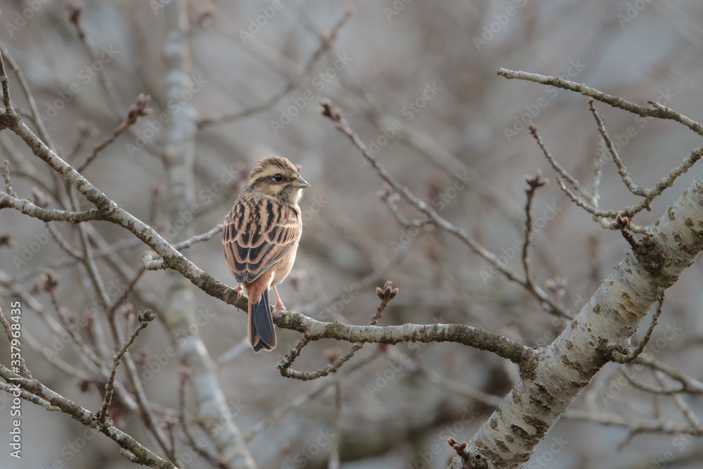 Fototapeta premium 日本の野鳥