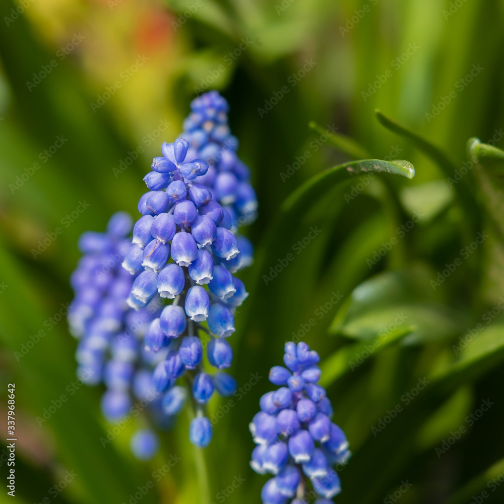Grape hyacinth in the early spring sunshine Grape hyacinth in the early spring sunshine