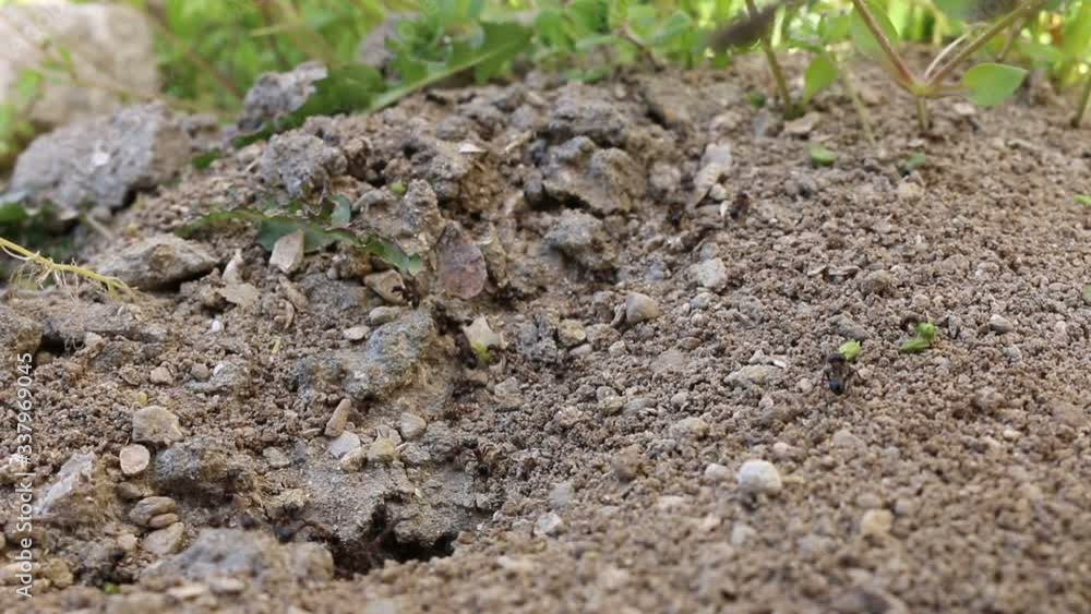 animal, wild, green, leaf, scary, eye, arachnophobia, ant, formicidae, phobia, threat, art, black, tarantula, working, stress, insect, spider, ants, attack, home, fear, row, group, small, view, house,