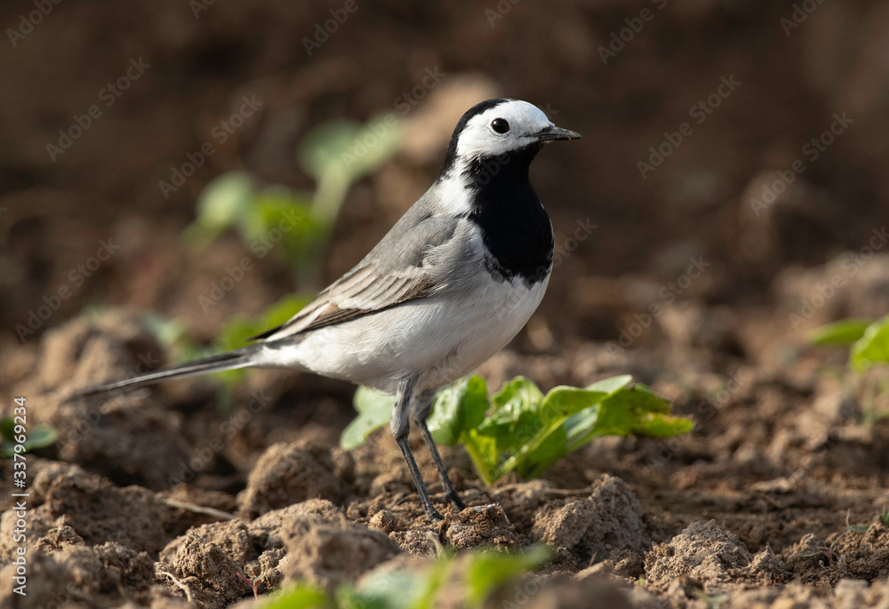 Portrait of a White wagtail at Buri farm, Bahrain Portrait of a White wagtail at Buri farm, Bahrain