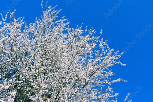 Białe kwitnące drzewo. Wiosna. 