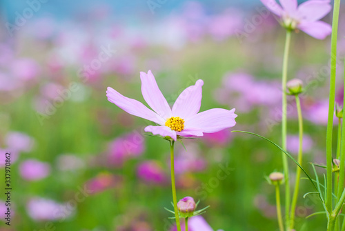 White pure blooming flowers in the colorful garden backgroud, nature emotional tone