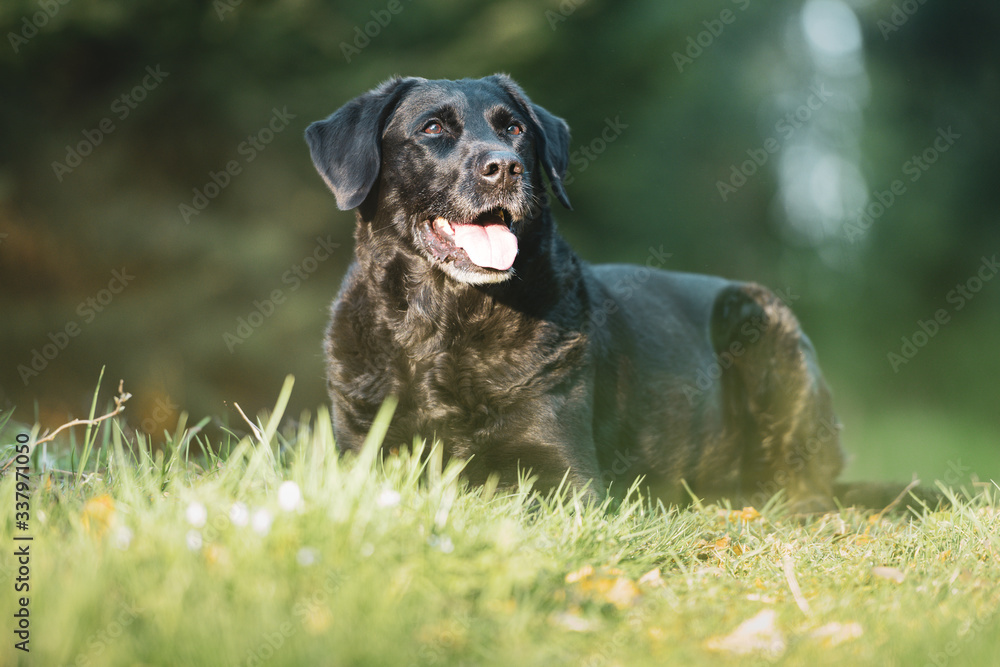 Black Labrador Retriever dog portrait lying in the forest with grass in the foreground Black Labrador Retriever dog portrait lying in the forest with grass in the foreground