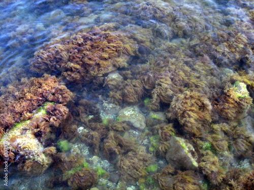 Pebbles, rocks, seaweed on the sea floor through clear water in shallow water.