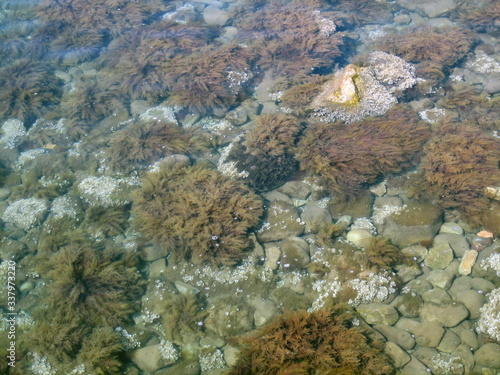 Pebbles, rocks, seaweed on the sea floor through clear water in shallow water.