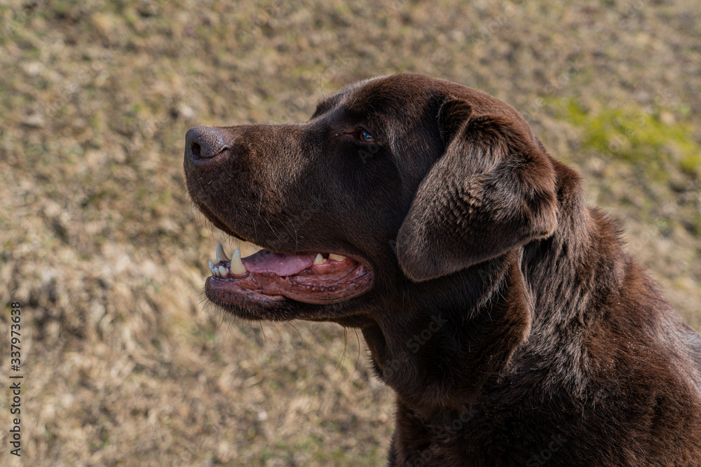 Portrait von einem braunen Labrador