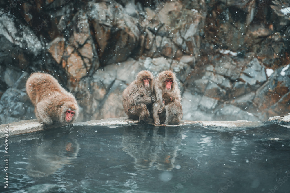 Obraz premium 長野のお猿さん