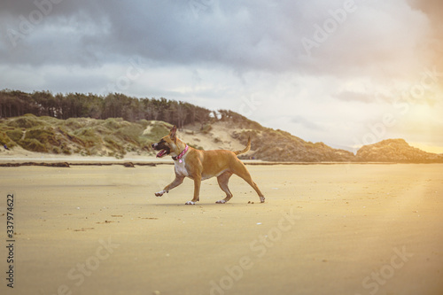 American staffordshire terrier dog on the beach