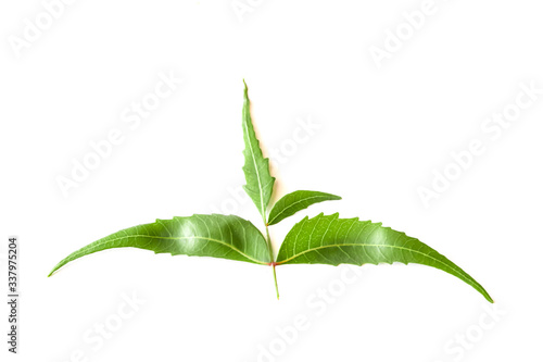 Medicinal neem leaf over white backgroundTropical foliage.Green Neem leaf isolated on white background.Azadirachta indica var., photo