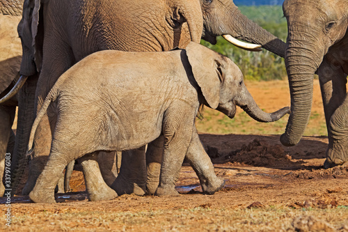 Baby elephant striding towards mother