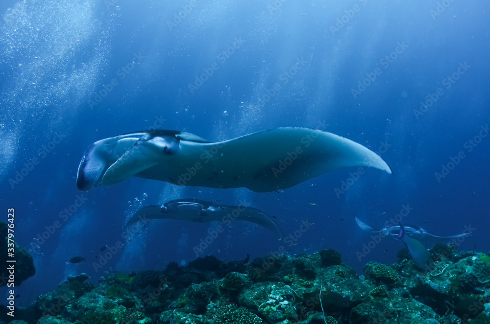 The giant oceanic manta ray (Mobula birostris)