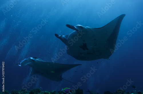 The giant oceanic manta ray (Mobula birostris)