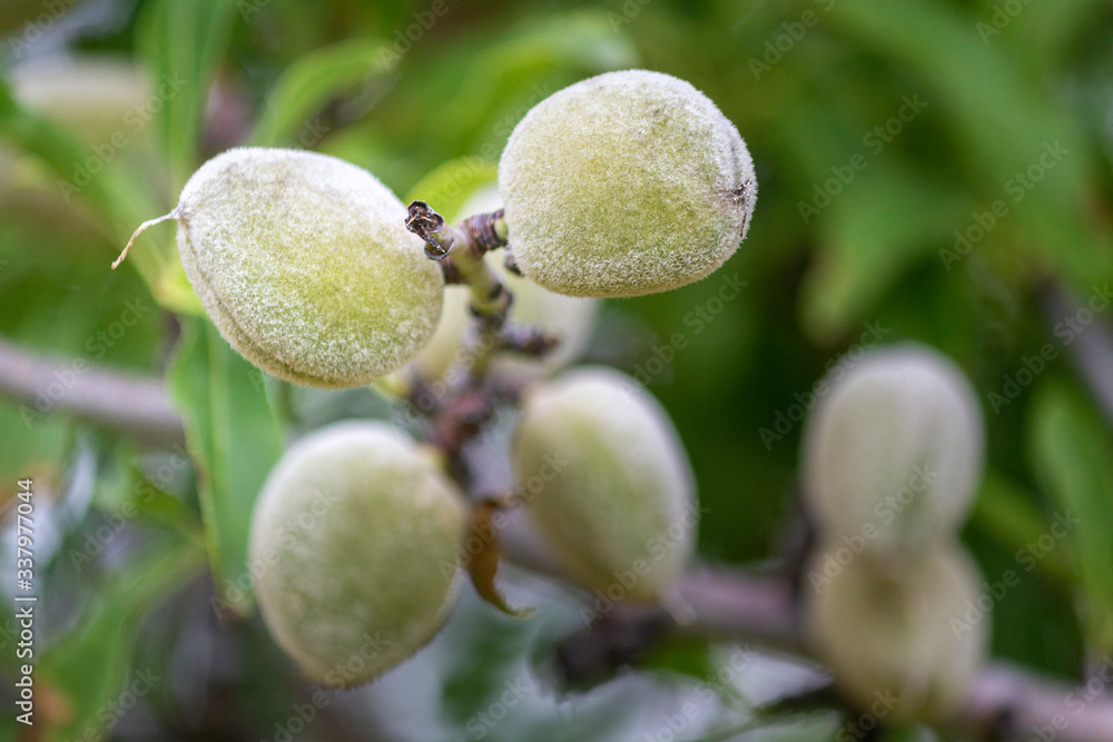 Branch with unripe fruits close up of an almond tree, species Prunus dulcis, native to Iran and surrounding countries and widely cultivated in similar climates. Branch with unripe fruits close up of an almond tree, species Prunus dulcis, native to Iran and surrounding countries and widely cultivated in similar climates.