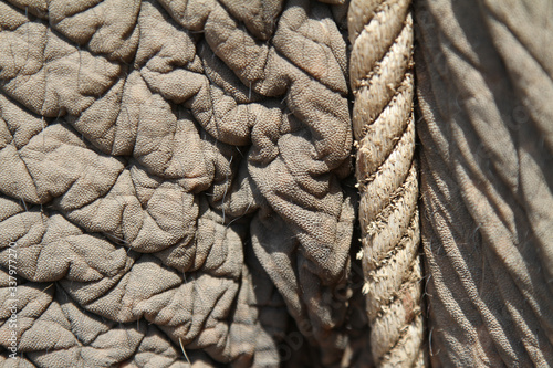 Close-up of an elefant's skin with a piece of rope