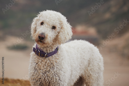 Poodle in front of the beach © diana