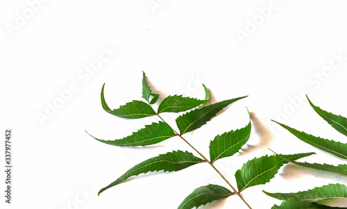 Medicinal neem leaf over white backgroundTropical foliage.Green Neem leaf isolated on white background.Azadirachta indica var., photo