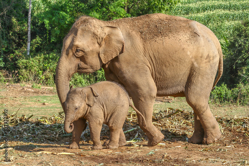 Elefant mother with its baby on a harvested field in the jungle of Thailand