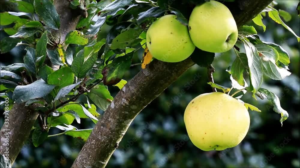 apple tree with green apples
apple tree with green apples