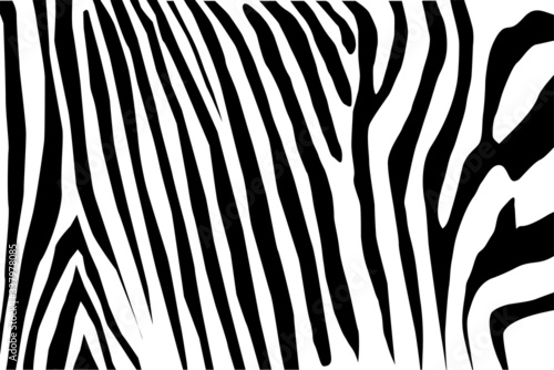 Zebra skin background. Vector illustration