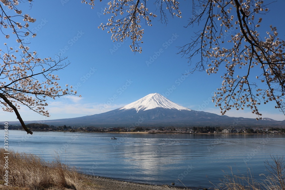 春爛漫河口湖の満開の桜と富士山