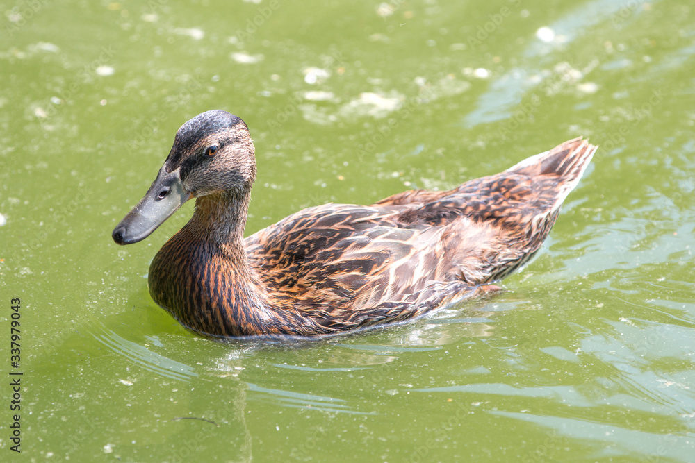 Mallard, wild duck (Stockente, Anas platyrhynchos) Mallard, wild duck (Stockente, Anas platyrhynchos)
