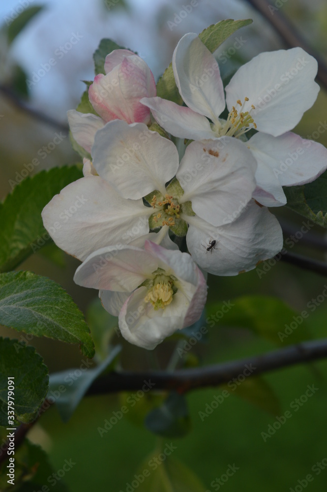 Fototapeta premium apple blossom that smells like summer heat