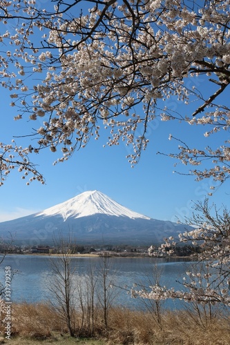 春爛漫河口湖の満開の桜と富士山 © nonsan
