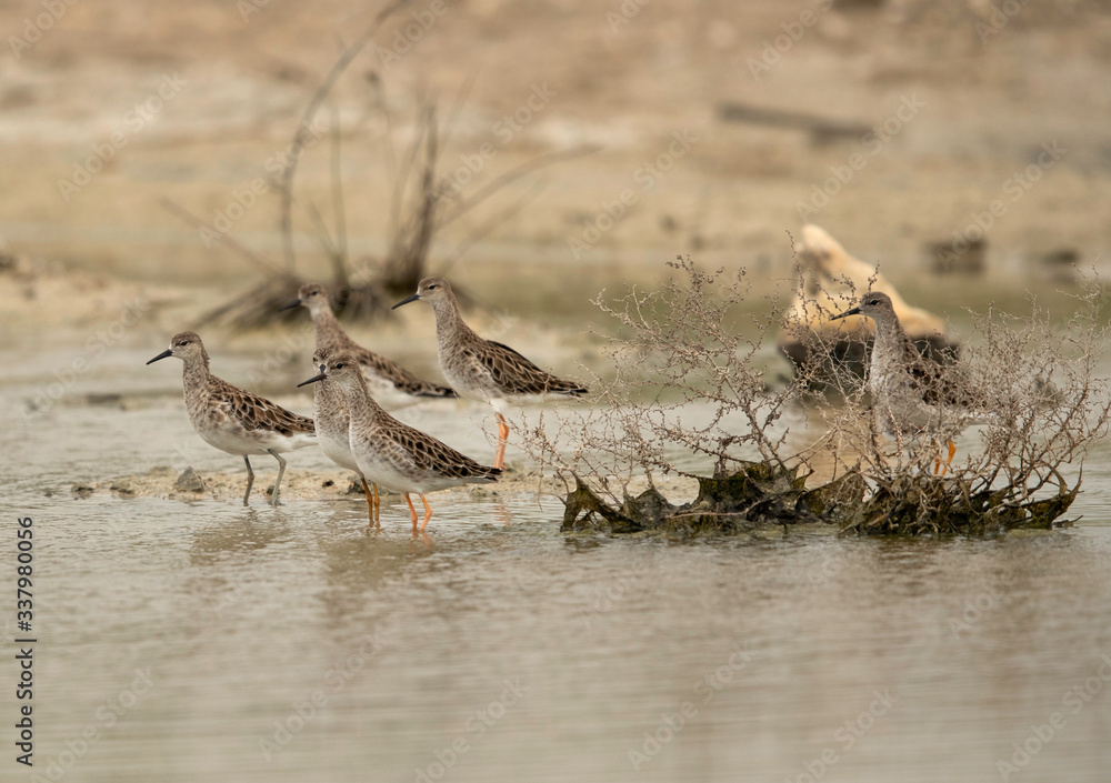 A flock of Ruffs all alert at Asker Marsh, Bahrain A flock of Ruffs all alert at Asker Marsh, Bahrain