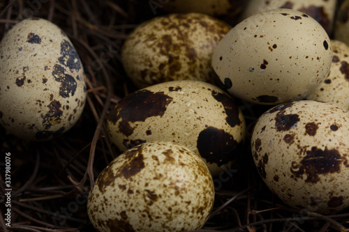 Quail eggs in nest of twigs close up . Dark style