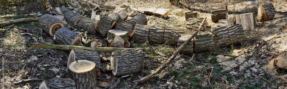 Sawn fallen tree after the storm. Sawn fallen tree after the storm.