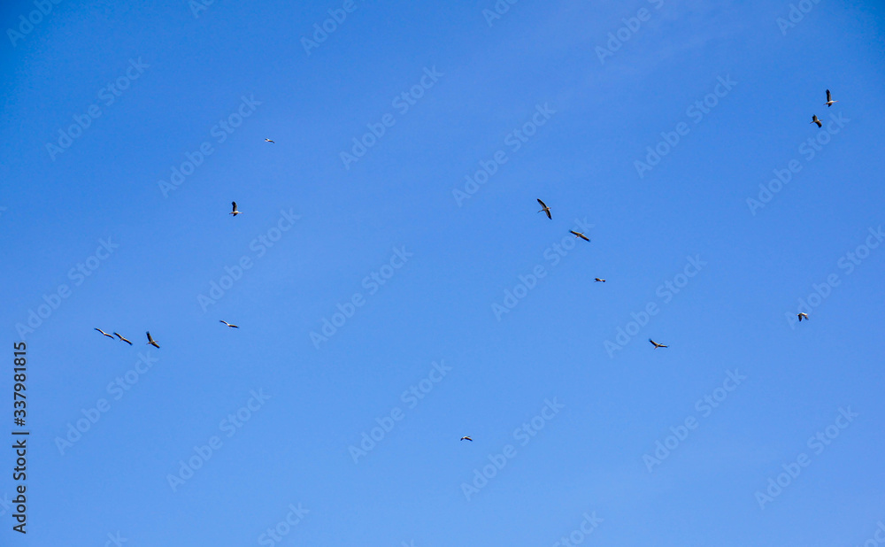 Group of flying storks on beautiful blue sky at early spring. Group of flying storks on beautiful blue sky at early spring.