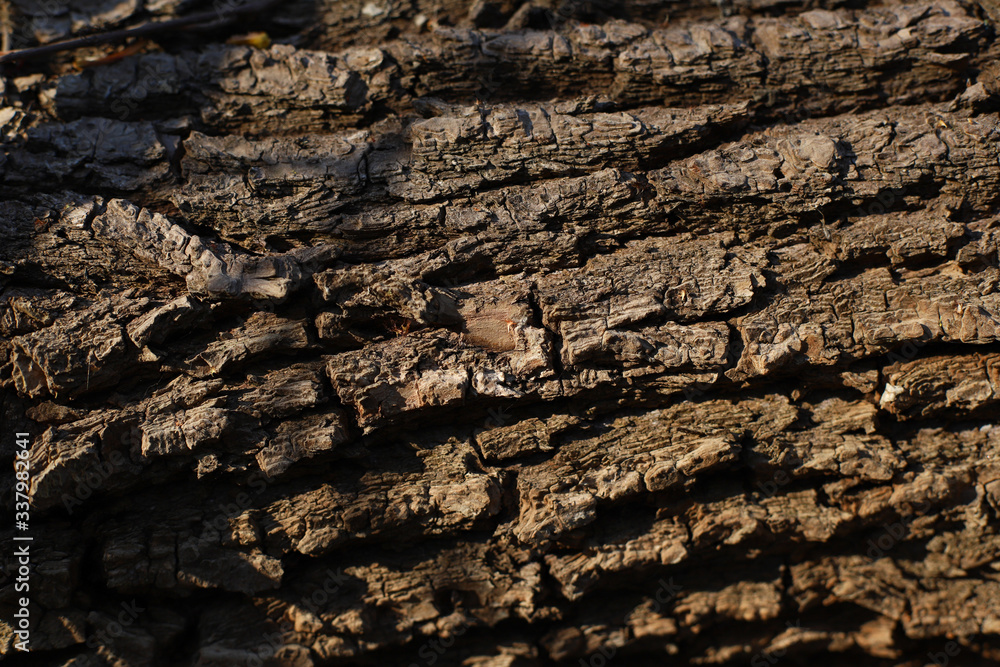 bark of a tree, old wood texture, wooden background bark of a tree, old wood texture, wooden background