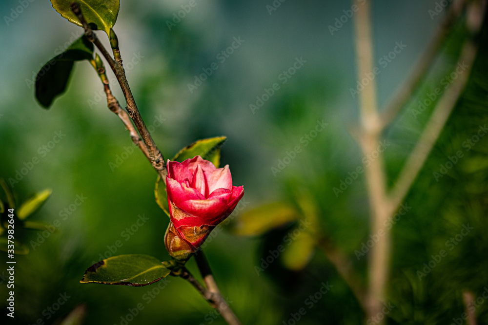 Camellia, Dijon, France, April 2020 (photo) Camellia, Dijon, France, April 2020 (photo)