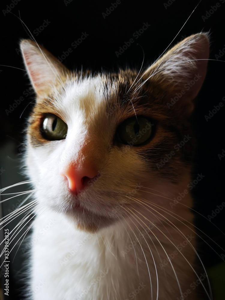 kot domowy portret