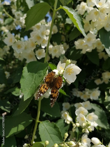 motyl na kwiatku © Sylwia