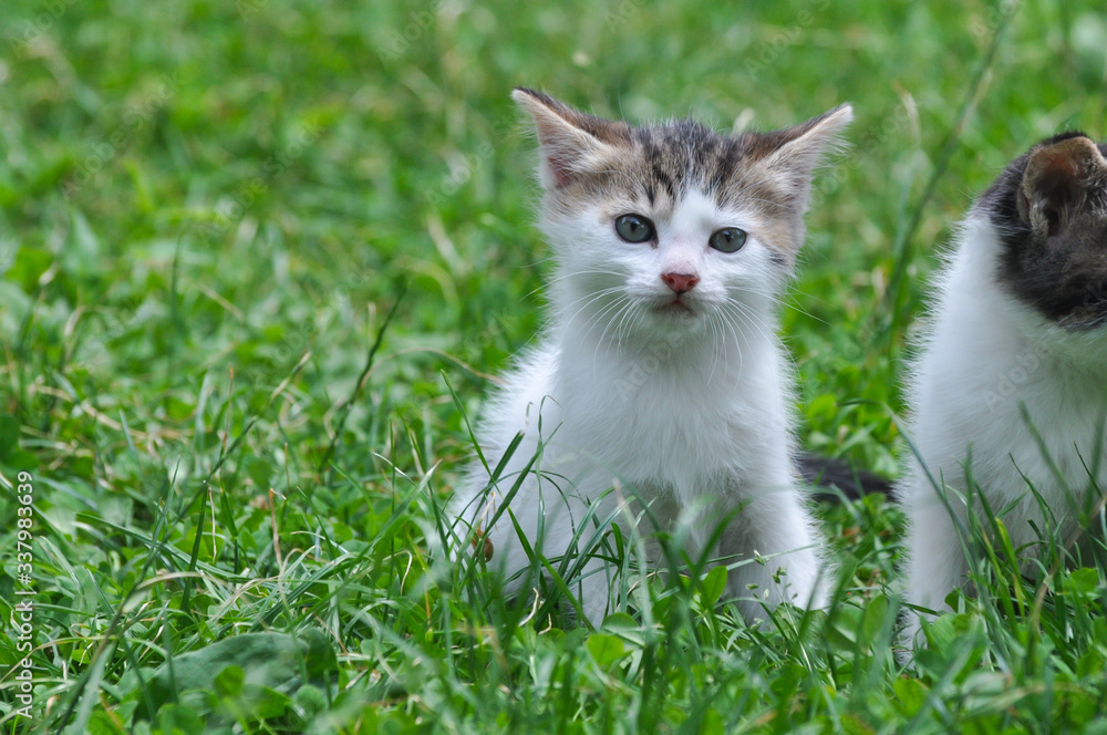 Adorable little kitten outdoor. A little cute kitten playing in the green grass