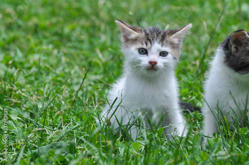 Adorable little kitten outdoor. A little cute kitten playing in the green grass