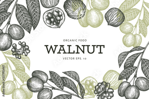 Hand drawn sketch walnut design template. Organic food vector illustration. Vintage nut illustration. Engraved style botanical background.
