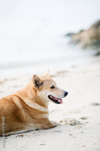 dog on the beach.
