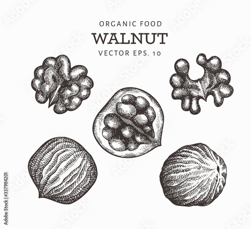 Hand drawn sketch walnut set. Organic food vector illustration isolated on white background. Vintage nut illustration. Engraved style botanical picture.