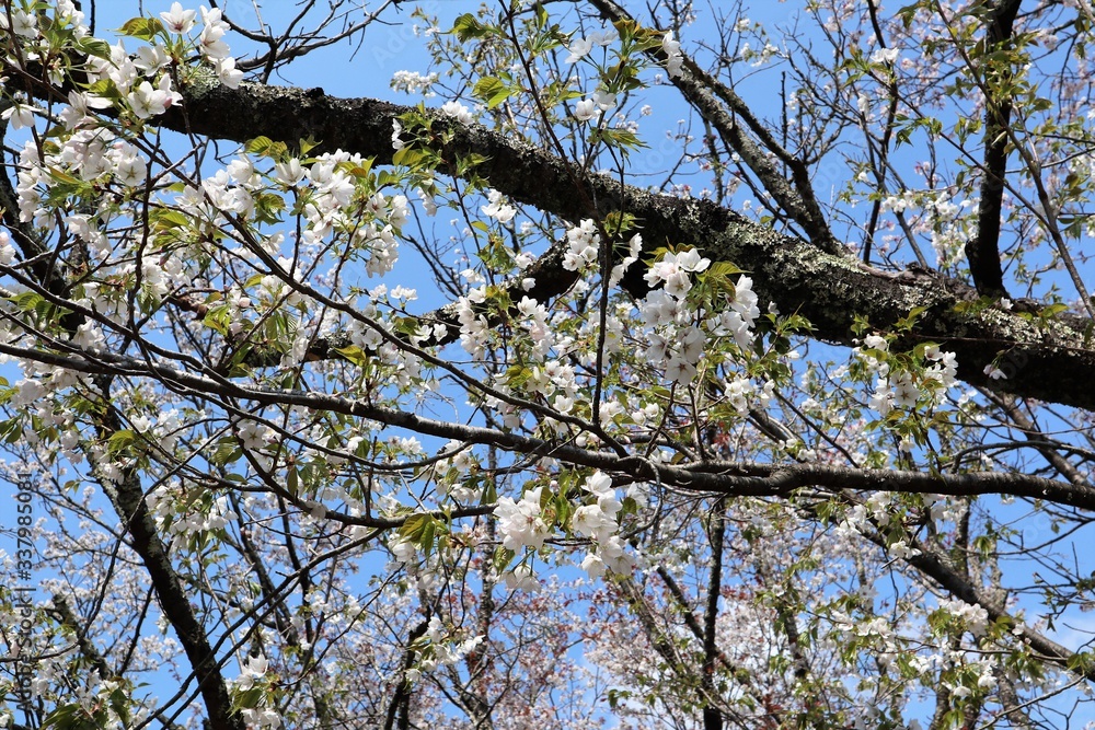 Obraz premium 吉野山の桜
